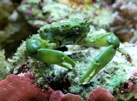  Emerald Crab! Can You Spot These Tiny Treasures Hiding Amongst Coral Reefs?