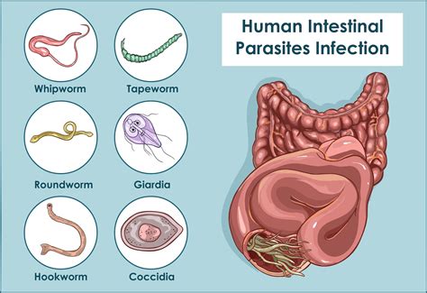 Giardia! A Tiny Troublemaker Living a Parasitic Life Inside Your Guts 