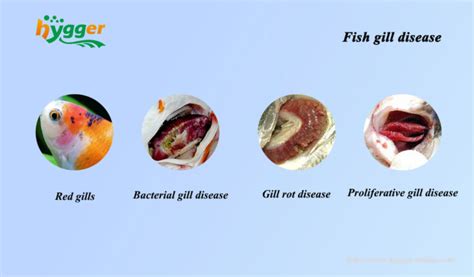  Investigating _Ichthyophthirius_! A Tiny Terror Causing Gill Disease in Fish and Unleashing Havoc