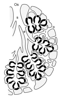  Isocyathina: This Unassuming Sponge with A Surprisingly Complex Architecture!