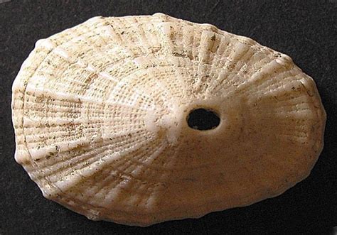  Keyhole Limpet!  A Shell-Dwelling Gastropod That Masters the Art of Coastal Clinging