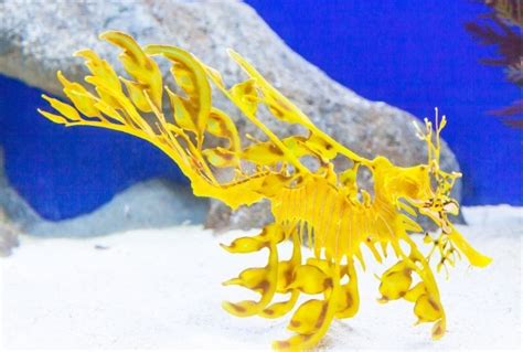  Leafy Seadragon: A Master of Disguise That Resembles a Piece of Underwater Art!