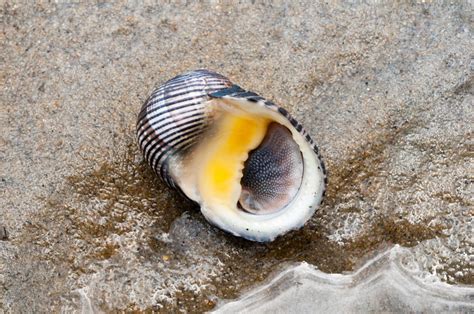 Nerite! A Stunning Gastropod Known for its Exquisite Shell Patterns and Remarkable Adaptability to Various Aquatic Environments