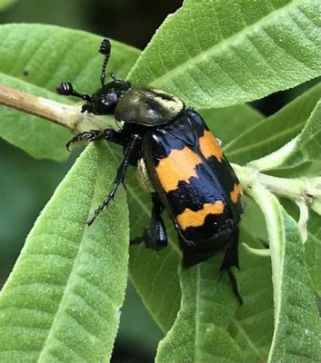  Nicrophorus A Curious Carrion Beetle With an Intriguing Approach to Parenting!