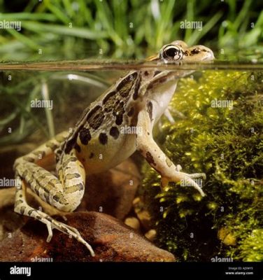  Pickerel Frog! An Underwater Acrobat Balancing Nocturnal Prowls With Terrestrial Lounging