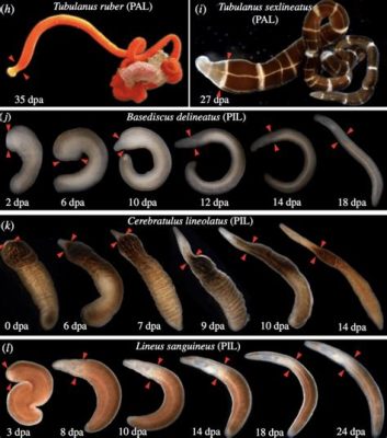 Ribbon Worm: A Master of Regeneration and Underwater Acrobatics!