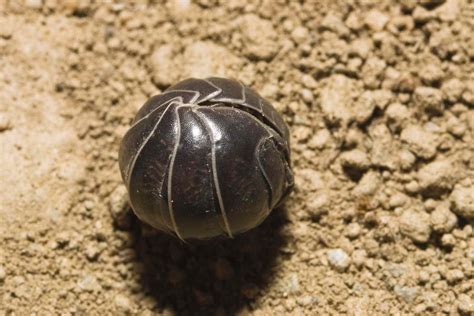  Roly-Poly! A Tiny Armored Wonder You Can Hold In Your Hand