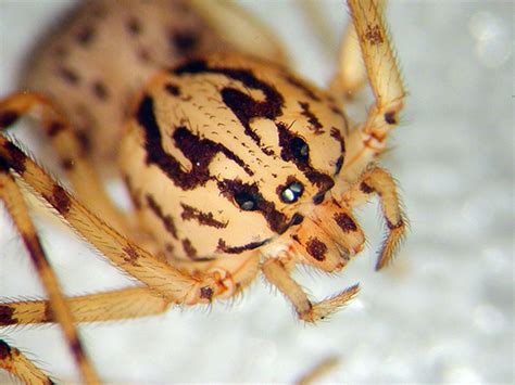  Spitting Spider! A Tiny Predator With Deadly Accuracy