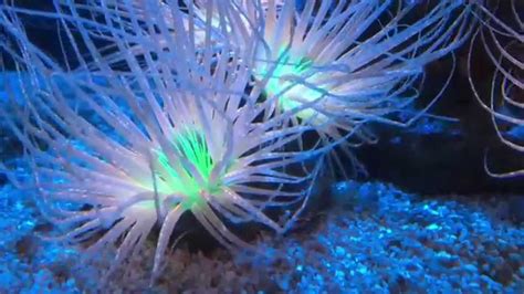 Tube Anemone: Where Ancient Elegance Meets Bioluminescent Glow!