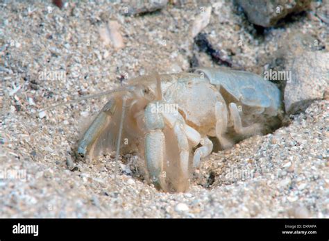  Upogebia This Burrowing Coastal Dweller Makes for an Excellent Study Subject in Marine Ecology