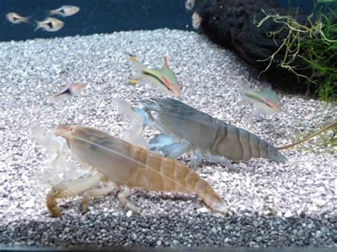  Vampire Shrimp Lives A Life Defined By Unusual Dietary Habits!