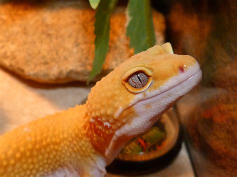  Yellow-Eyed Gecko: A Tiny Reptile With an Enigmatic Gaze Hiding in Plain Sight