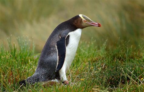  Yellow-Eyed Penguin: Can These Flightless Birds Conquer Both the Ocean Depths and Dense Forest Trails?