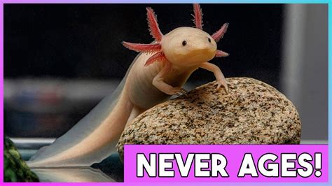  Axolotl! A Master of Regeneration With an Eternal Youthful Appearance