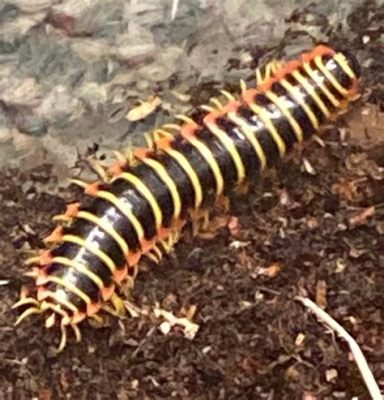 Cherry Millipede! A Terrestrial Invertebrate With Striking Red Hues and an Enchanting Rolling Defense Mechanism