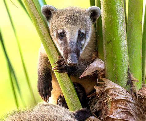  Coati – Can These Masked Bandits Really Swing From Trees With Their Long Snouts?