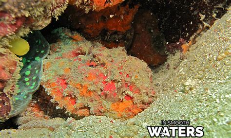 Deep-Sea Dweller, the Dodecaceria Is A Mesmerizing Master Of Camouflage!