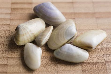 Donax! These Razor-Sharp Shells Are a Delectable Treat for Coastal Creatures and Humans Alike