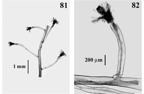 Eudendrium! A Colonial Marvel Demonstrating Both Exquisite Beauty and Ruthless Predatory Prowess