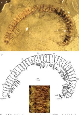  Helminthomorph: A Millipede Masterclass in Stealthy Decomposition!