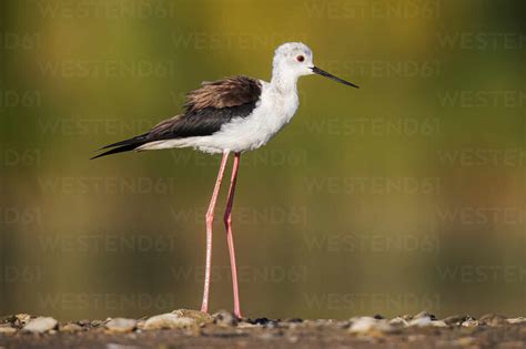 Ibis! A Bird Renowned for Its Long Legs and Striking Plumage While Navigating Diverse Wetlands