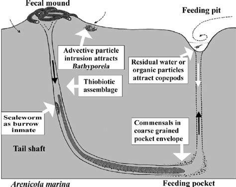  Lugworm: A Master of Burrow-Building and Sediment Sifting