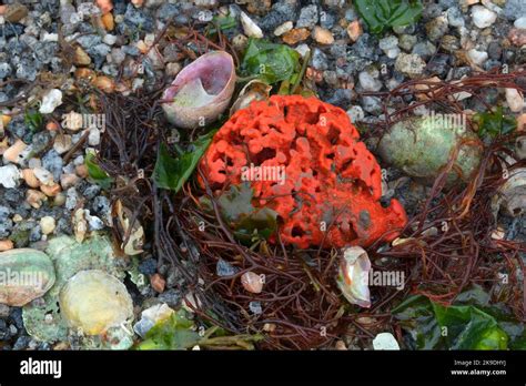 Microciona! A Sponge that Thrives in Coastal Waters Despite its Unassuming Appearance