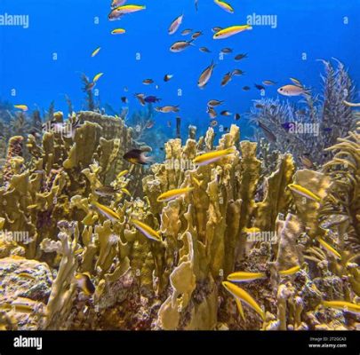 Millepora! This Colonial Coral Exhibits Striking Colors and Intricate Skeleton Structures