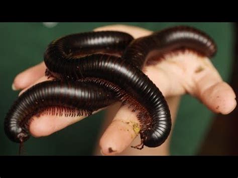  Millipedes: Unveiling the Secrets of Miniature, Armored Crawlers!