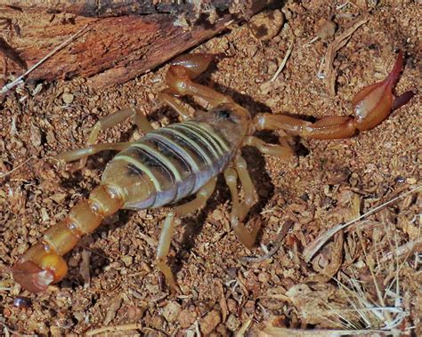  Northern Scorpion: A Fierce Predator with an Ancient Lineage