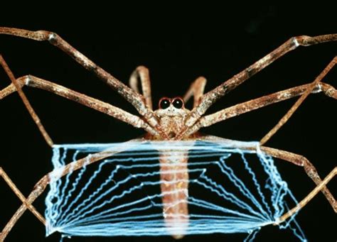 OceanographicOddities:  ExploringtheDeepSeaMysteryoftheOgre-FacedSpiderCrab!