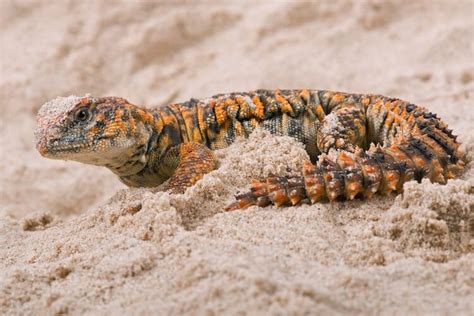  Unassuming Urban Dweller: What Makes the Uncommon, Amphibious Uromastyx Such a Unique Reptile?