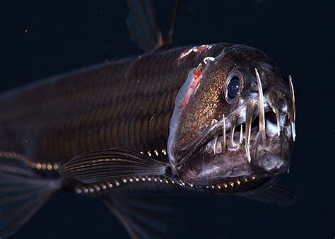  Viperfish A Deep-Sea Dwelling Predator Lurking In The Abyssal Plains!