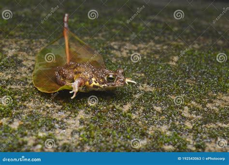 Xanthophyrne - Can This Adorable Amphibian Be Found Hiding in Your Backyard?