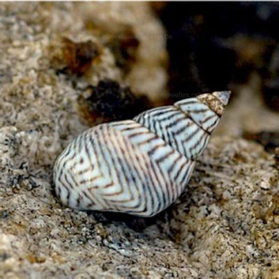 Zebra Periwinkle: A Tiny Gastropod That Embraces the Beauty of Tidal Zones!