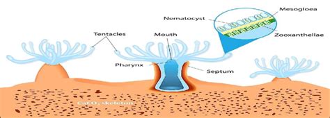 Zooxanthellae-Hosting Zephyra! A Look into the Symbiotic World of This Tiny Hydrozoan